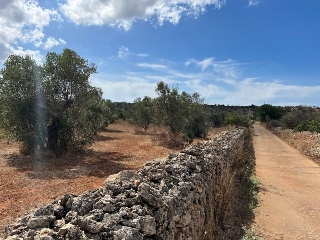 zoom immagine (Terreno 8700 mq, zona Gallipoli)