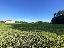 Terreno 3630 mq, zona Soriso