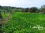 Terreno 31730 mq, zona Gioiella