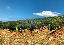 Terreno 14670 mq, zona San Casciano in Val di Pesa