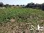 Terreno 1479 mq, zona Castiglione del Lago