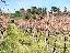 Monte poggiolo _ vendesi terreno agricolo con vigna