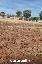 Terreno 13000 mq, zona Brindisi