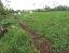 Terreno 13090 mq, zona Paese